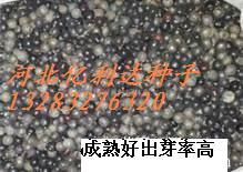 河北滄州北欒種子權威代理商家--河北泰發(fā)種業(yè)_農副產(chǎn)品_世界工廠網(wǎng)